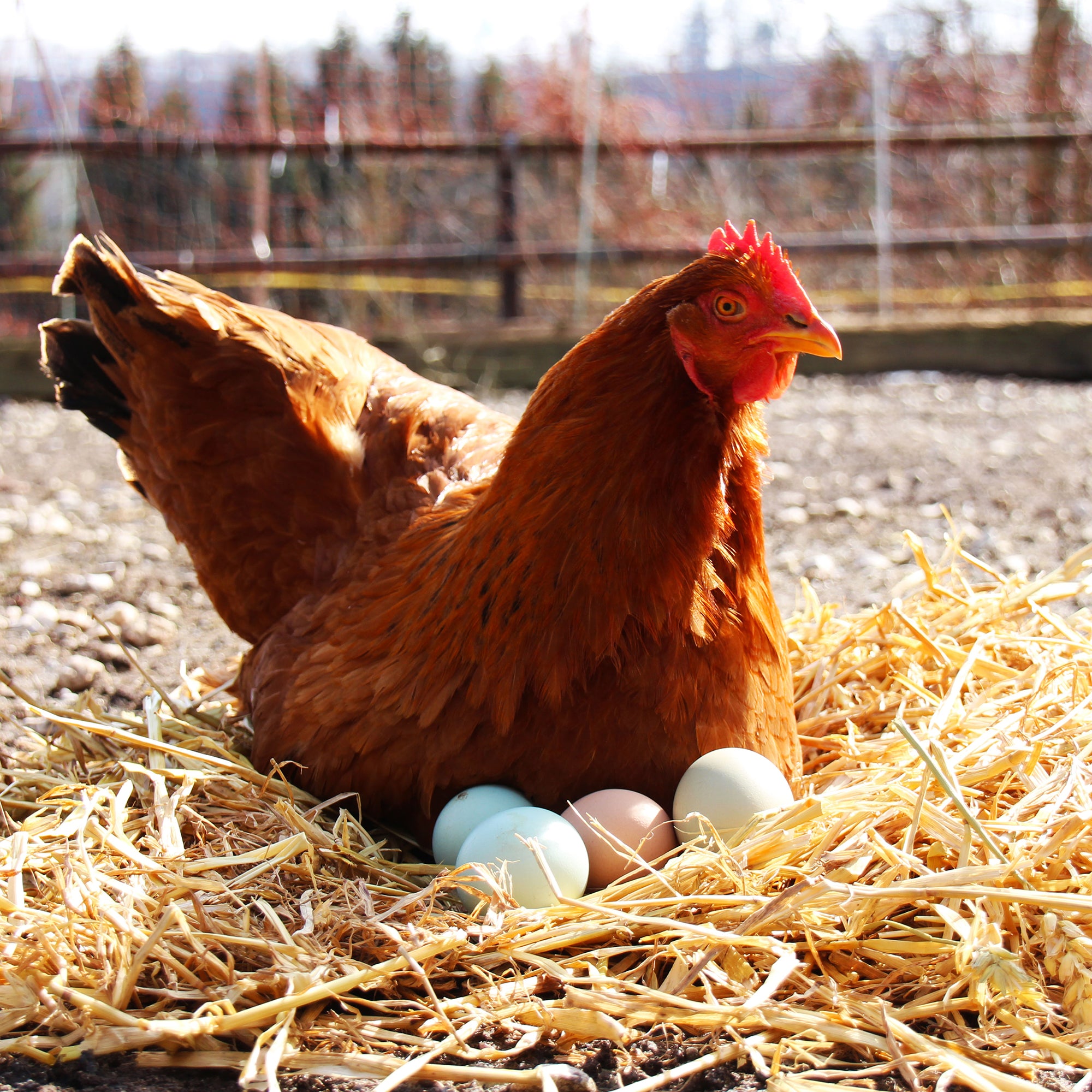 The Ultimate Guide to Choosing Eggs: Caged, Free-Run, Free-Range, and ...