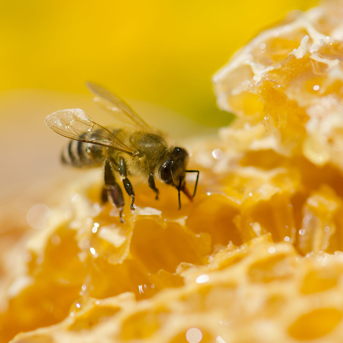 The Sweet Wonders of Honey and Honey Bees: Nature’s Gift