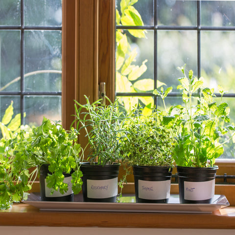 How to Grow Herbs in Small Spaces: Grandmother's Guide to Fresh and Flavorful Herbs